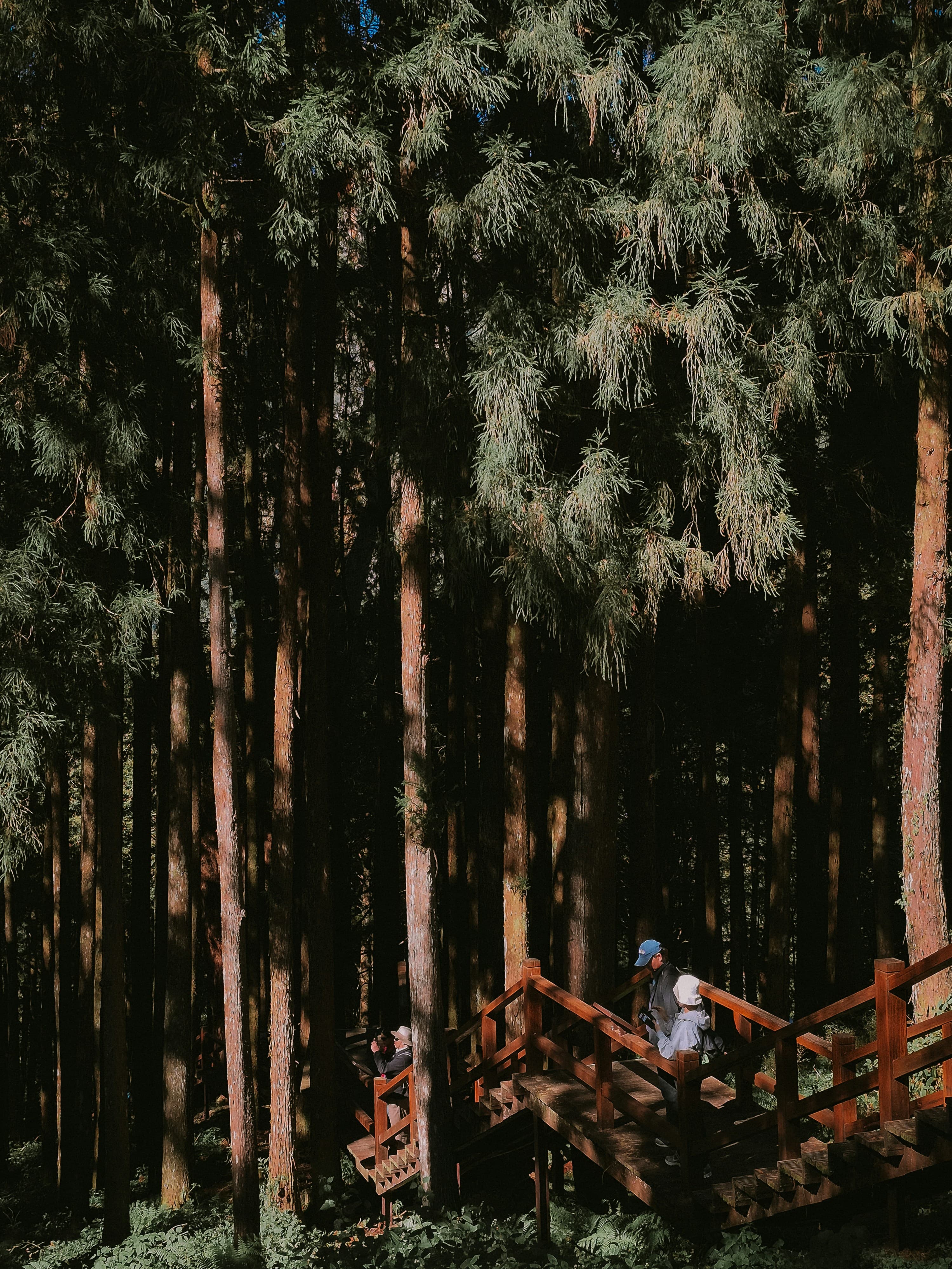 People climbing a wooden staircase through a forest of tall trees