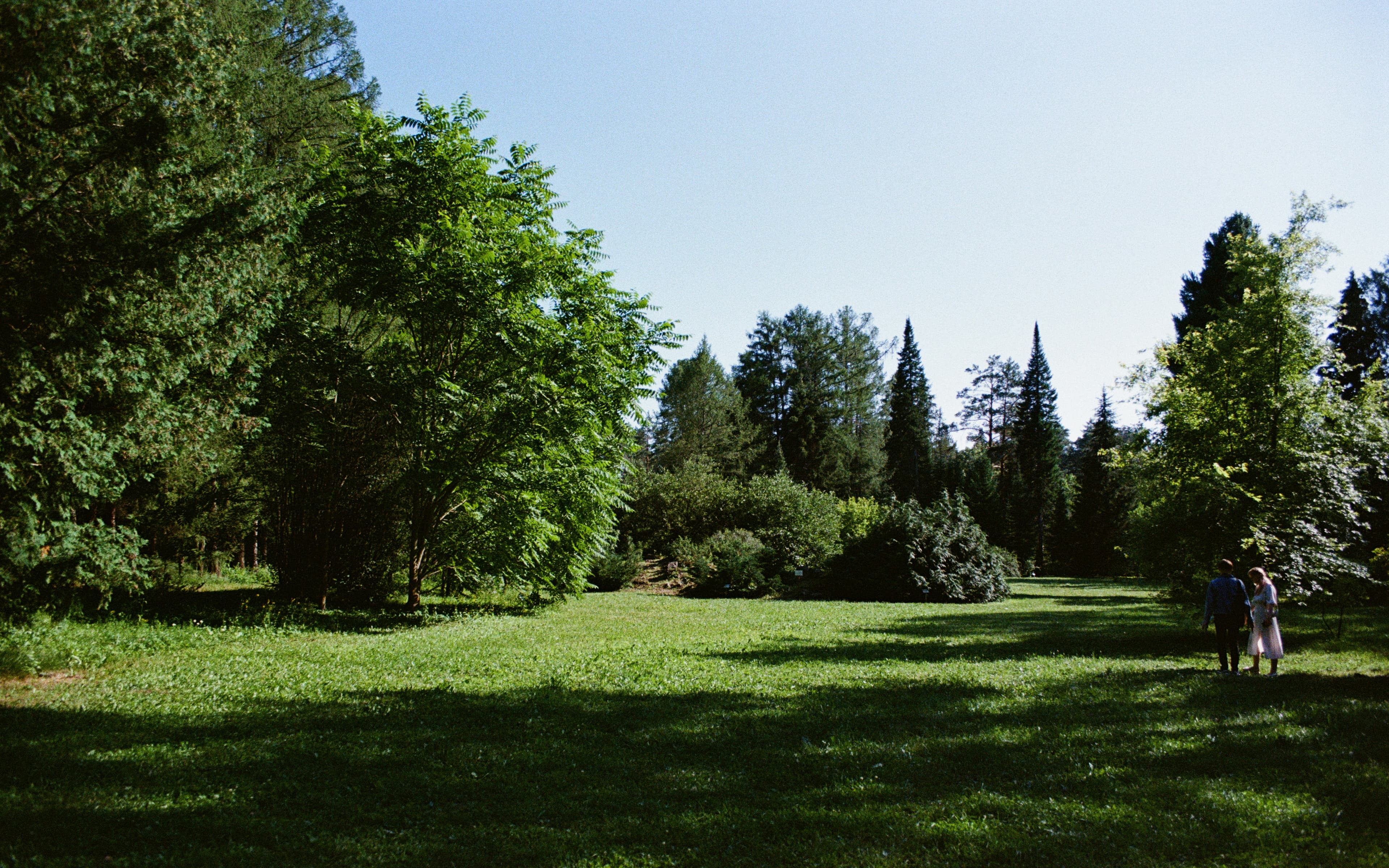 A couple walking together across a sunlit meadow